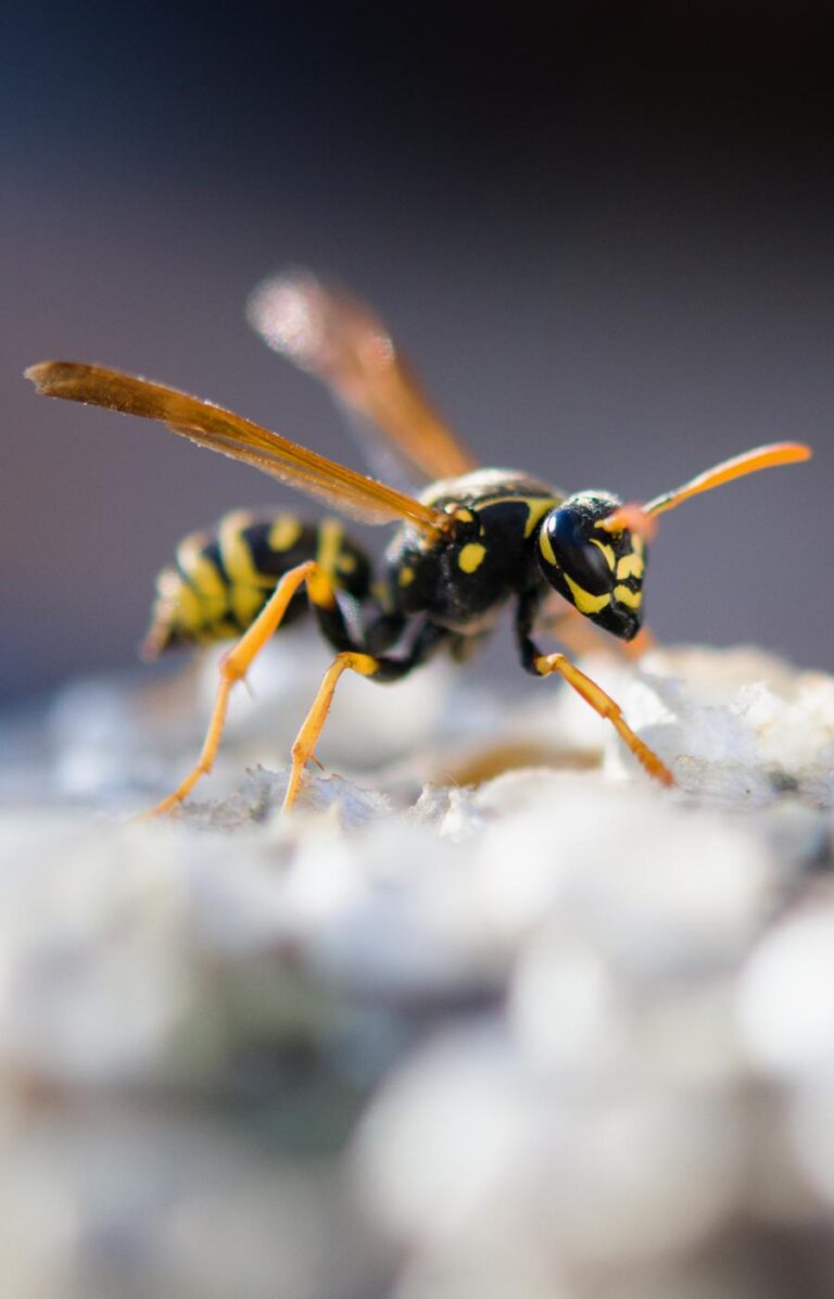 Wasp Nest Removal – Perimeter Pest Control & Termite Solutions PTY LTD