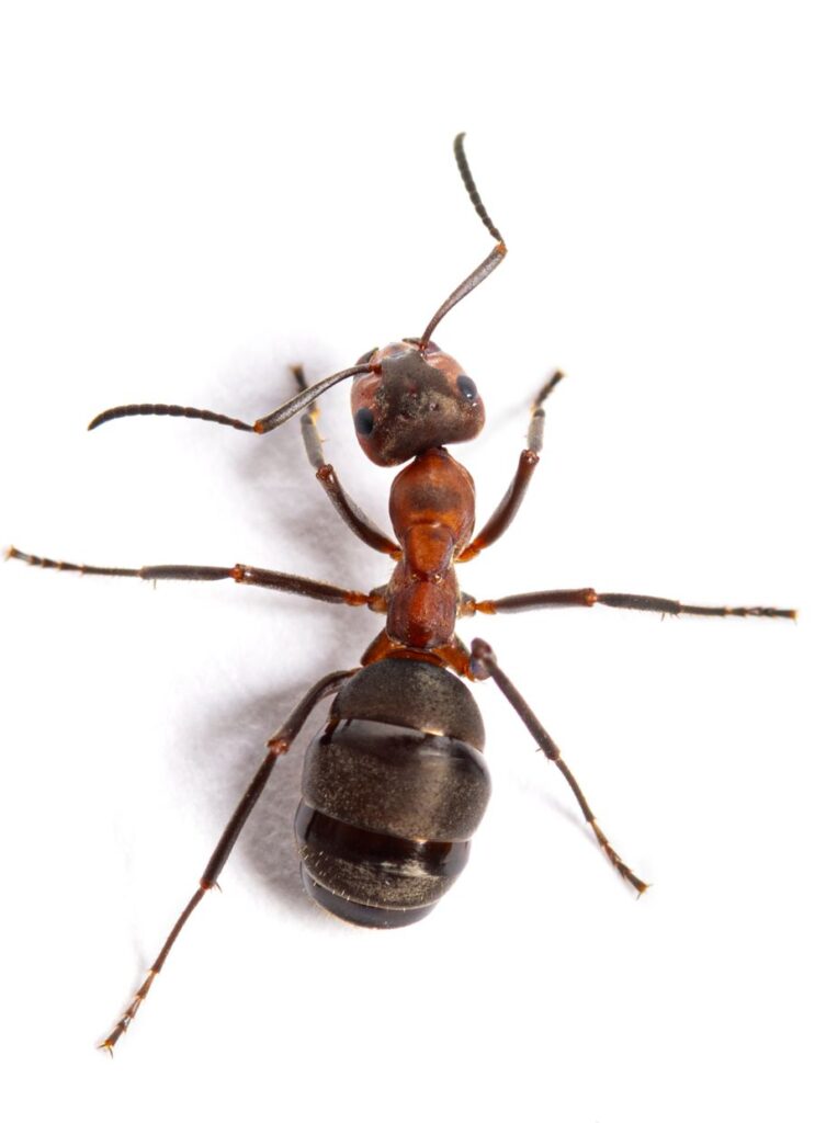 Ant Removal Service