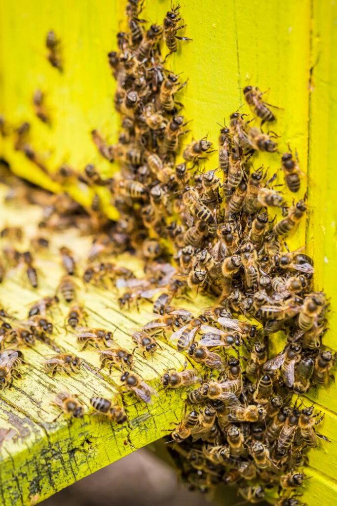 Bee Hive Removal Service