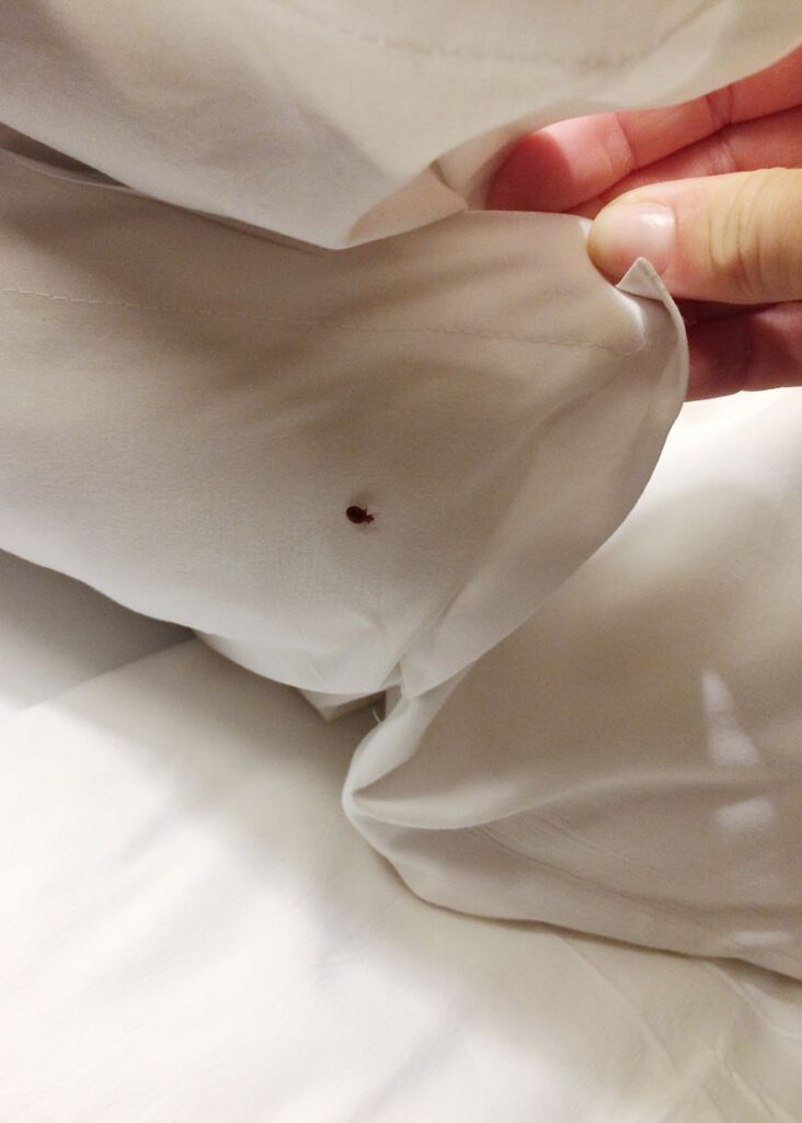 Bed Bugs