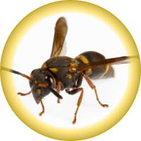 Bees / Wasps