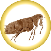 Fleas