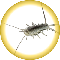 Silverfish