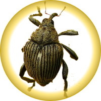 Weevils